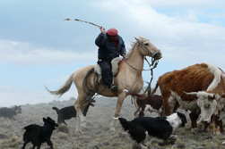 Sdamerika, Chile-Argentinien - Patagonien-Expeditionen: Ein Gaucho bei der Arbeit